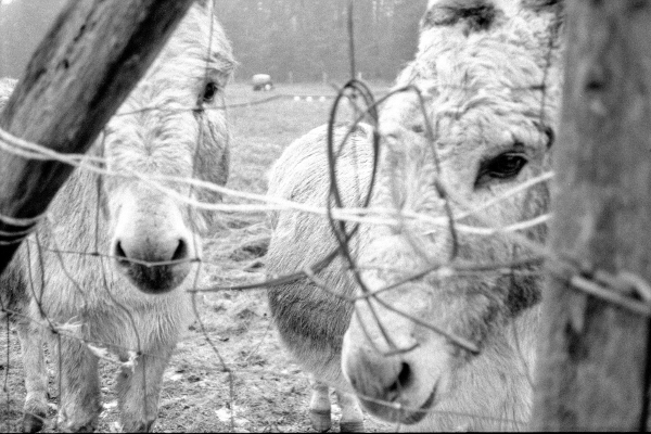 if you want to, you can marry by kls0e from the album westlich von Altglobsow on jasmund.org