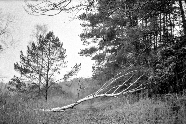 wie für uns gemacht by kls0e from the album westlich von Altglobsow on jasmund.org