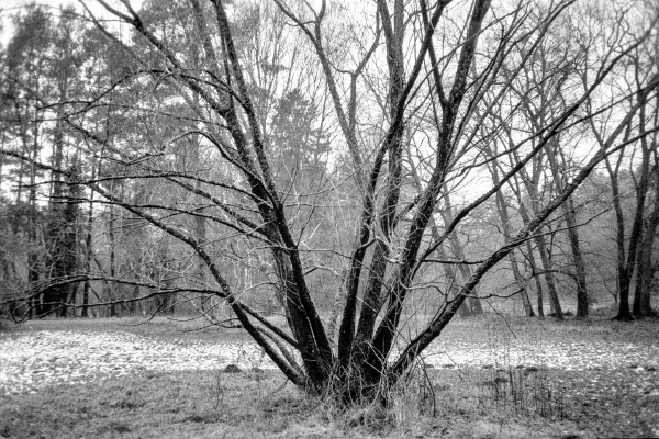 wood life balance by kls0e from the album westlich von Altglobsow on jasmund.org