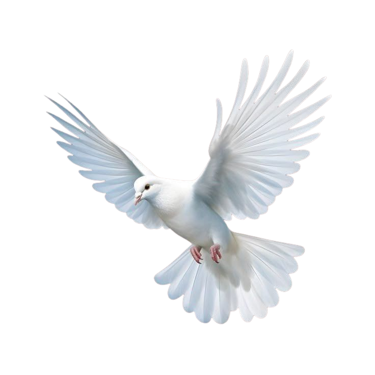 Colombe blanche animée