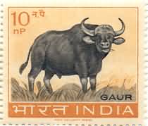 Wildlife Gaur 10 NP