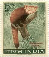 Wildlife Red Panda 15 NP