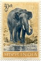 Wildlife Elephant 30 NP