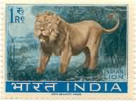 Wildlife Lion Re 1