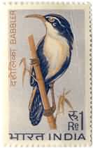 Indian Scimitar Babbler 1 Rupee
