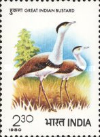 Choriotis nigriceps — 2.30R