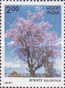Cassia fistula — 2.00R
