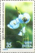 Meconopsis aculeata — 35P