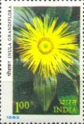 Inula grandiflora — 1.00R