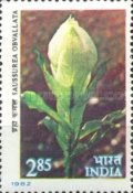 Saussurea obvallata — 2.85R