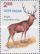 Cervus elaphus affinis — 2.85R
