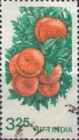 Citrus sinensis — 3.25R