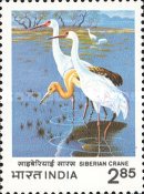 International Crane Workshop, Bharatpur — 2.85R