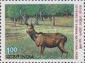Cervus duvauceli — 1.00R