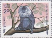 Macaca silenus — 2.00R