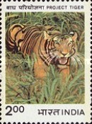 Panthera tigris — 2.00R