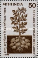 Solanum tuberosum — 50P