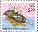Cairina scutulata — 2.00R