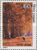 Platanus orientalis — 60P