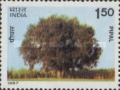 Ficus religiosa — 1.50R