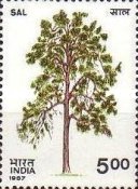 Ficus benghalensis — 5.00R
