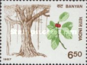 Shorea robusta — 6.50R