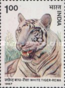 Panthera tigris — 1.00R
