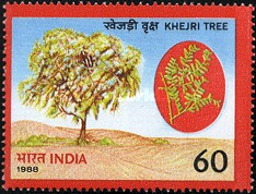 Prosopis cineraria — 60P