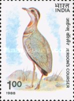 Rhinoptilus bitorquatus — 1.00R