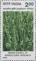 Triticum aestivum — 2.00R