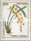 Cymbidium aloifolium — 1.00R