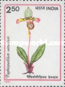 Paphiopedilum venustum — 2.50R