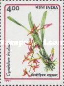 Cymbidium bicolour — 4.00R