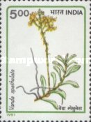 Vanda spathulata — 5.00R