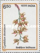 Cymbidium devonianum — 6.50R
