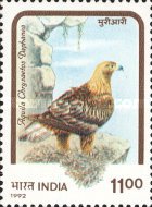 Aquila chrysaetos daphanea — 11.00R