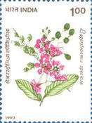 Lagerstroemia speciosa — 1.00R