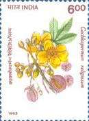 Cochlospermum religiosum — 6.00R