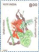 Erythrina variegata — 8.00R