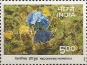 Meconopsis horridula (Tsher Gnoin) (Plant) — 5.00R
