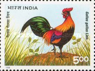 Gallus gallus — 5.00R