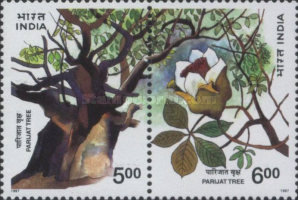 Nyctanthes arbor-tristis — 6.00R