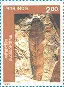Fossil of Birbalsahnia divyadarshanii — 2.00R