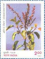 Ocimum sanctum — 2.00R