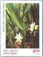 Curcuma longa — 5.00R