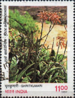 Aloe barbadensis — 11.00R