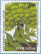 Antelaea azadirachta — 3.00R