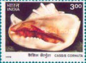 Cypraea staphylaea (Cowrie) — 3.00R