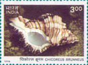 Chicoreus brunneus (Murex Shell) — 3.00R