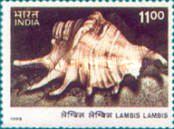 Lambis lambis (Common Spider Conch) — 11.00R